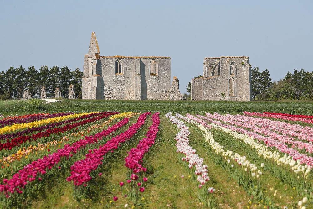 La Passerose jardin clos 300mplage la Couarde sur mer Bed and Breakfast Exterior foto